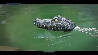 2.4g Remote Control Crocodile Head Boat