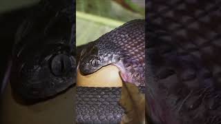 A small Snake swallows a whole egg