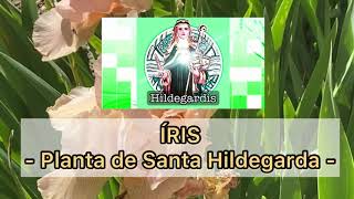 ÍRIS – PLANTA DE SANTA HILDEGARDA