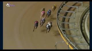 Traralgon greyhounds Fri Jun 24th 2022 - Floodfawn Classic