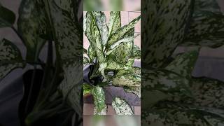 Aglaonema Snow White. From 3 leaves  to a beauty  #shortsvideo #plants #garden #share #fyp #bunga