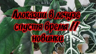 Алоказии в лечузе спустя время // новинки