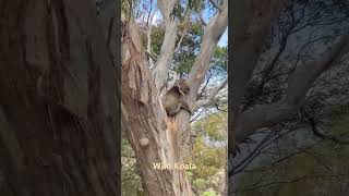 Wild Koala, Australia, #koala #australiankoala #teddybear