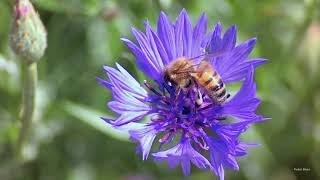 A true classic; the Cornflower or Bachelor's button.