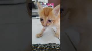 anak kucing kampung