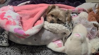 Sweet Dreams: Rylie loves you ❤️ #yorkies #viralvideo #Rylie #goodnightwishes