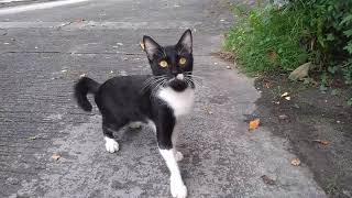 Tuxedo Mustache cat