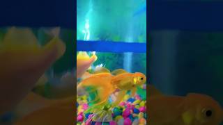 aquarium Fish 🐠🐟#goldenfish#shortvideo#viral#aquarium#fish