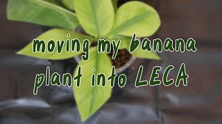 HOUSEPLANTS IN LECA |  musa dwarf cavendish, repot