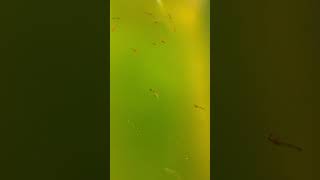 Feeding Platy Baby Fish