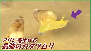 蟻戦争Ⅲ＃213 最強のアリでも倒せない「金色のカタツムリ」。  編～Ants vs Golden Snail～