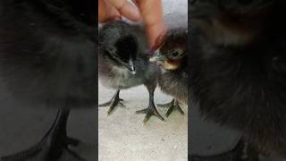 Punjab Cute baby hen #music #beats #art #instrumental #chicken #halloweenbeats #instrumentalmusic