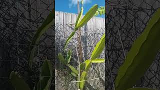 Dragon fruit plant in pot