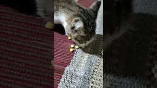 Kucing suka jagung #anime #kucing #kucinglucu #kucinggemoy