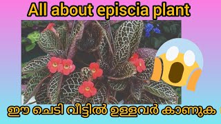 Episcia plant care Malayalam, episcia care and propagation, flame violet plant care, hanging plants