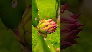 #dragon_fruit #youtubeshorts