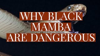 Why Black Mamba Are Dangerous