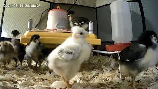 Chick Cam