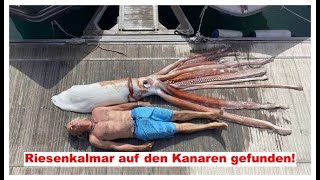 Riesenkalmar auf den Kanaren gefunden! Weitere News der Kanaren!