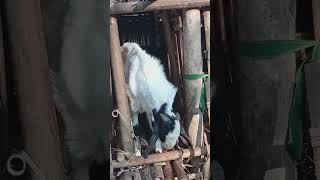 kambing ew ngintip #kambingjawarandu #caramerawatkambing #short#viral#