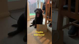 Chocolate labrador retriever. 100 subscriber special!