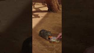 Sneaky Guinea Pig Steals Turtle's Food ! 😂🐢#animals  #cute  #sneaky