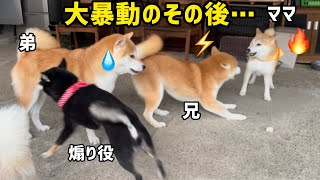 家族を巻き込んで暴走する柴犬最強ママがさらに天然不思議ちゃん過ぎてかわいい