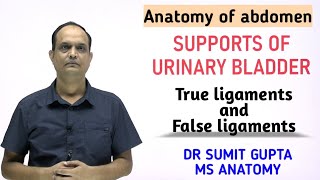 Supports of Urinary Bladder