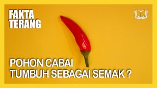 CABAI TERMASUK KELUARGA SOLANACEAE DAN TUMBUH SEBAGAI SEMAK