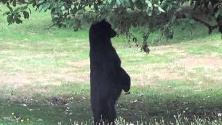 Black Bear Helps himself to Apples