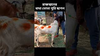 রাজস্থানের বাঘা তোতাপুরী।#farming #goatfarming #viralshort #viralshorts #trading