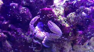 Porcelain Crab Chowing Down