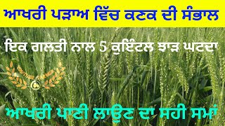 Wheat crop information || ਕਣਕ ਆਖਰੀ ਪੜਾਅ ਤੇ ਸੰਭਾਲ