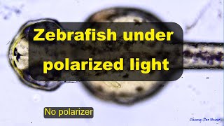 Zebrafish under polarized light_dorsal view