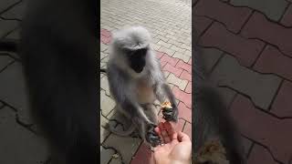 Funny langur monkey short video