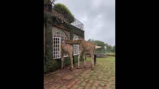 giraffe Curious tall friends, Best Animals compilation 2021| #shorts | Top Viral Animal Videos