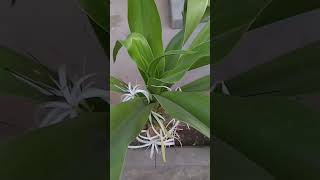 Beautiful plants  #plants #viral #youtubeshorts #shorts