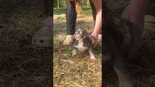 Micro bully puppy (Rajan’s girl) last video before she comes home