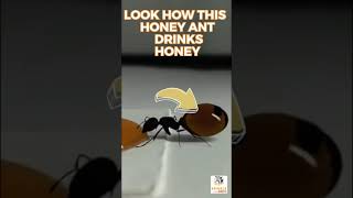 About to Pop! Ant Drinking Honey - #Shorts ants