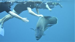 Finding Nemo and Friends in Great Barrier Reef - Queensland Australia