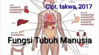 Fungsi Tubuh Manusia, Lagu Anak Paud Sesuai Tema Aku Dan Diriku