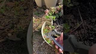 Cleaning my #greenstalk for the new planting season #gardening #backyardgardening #smallspacegarden