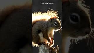 Cute squirrel eating #nature #shorts