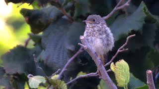 Обыкновенная горихвостка.. Птицы России. #birds #nature #wildlife