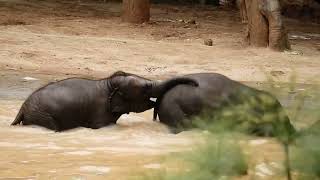 Baby elephants in the water follow their mom. Copyright by MrTL2 20/1/24