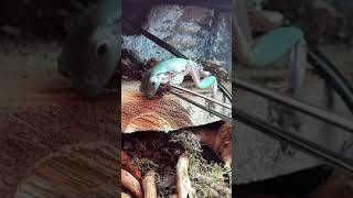 Dumpy sandfire Treefrog slowmo