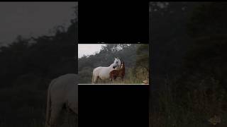 1 مئی، 2023Wild Horses And Giraffe Unite To Protect Their Territory And Drive Out Lions