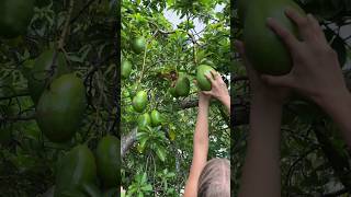 have you ever had a Trans-nzoia Avocado? #shortvideo #shortsvideo #shorts #short