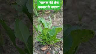 "पालक की तेजी से बढ़वार के लिए अपनाएं ये बेहतरीन उपाय" #farming #कृषि