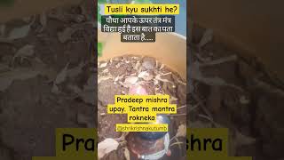 tulsi kyu sukh jati he .tantra mantra upay,pradeepmishra upay, #pradeepmishra #trending #shortvideo